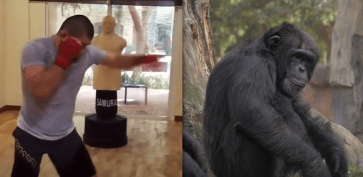 MMA-fighter-vs-chimpanzee-fight
